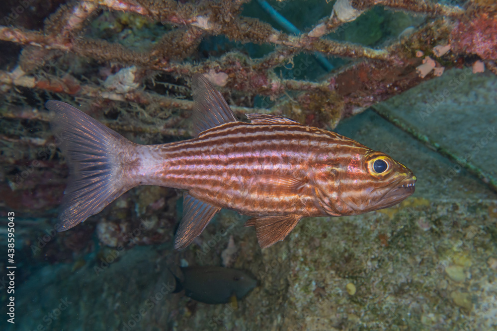 Naklejka premium Fish swim in the Red Sea, colorful fish, Eilat Israel