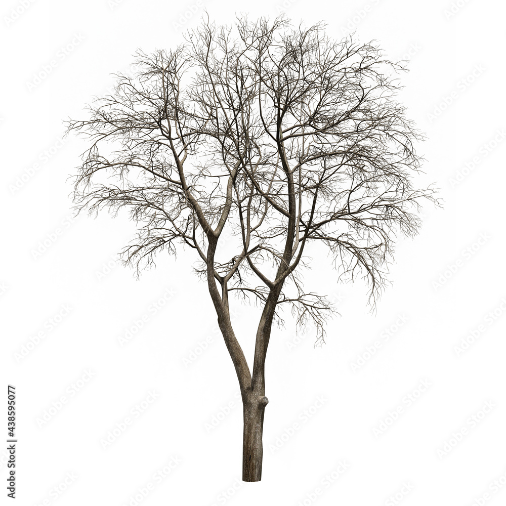 Obraz premium 3D dead trees isolated on white background 
