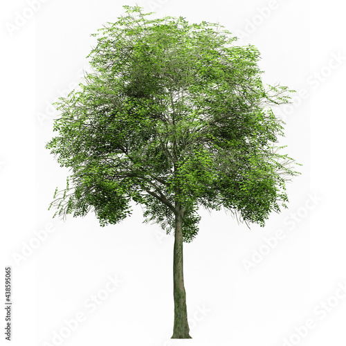 Beautiful 3D Trees Isolated on white background   Use for visualization in architectural design 