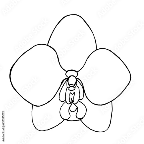 White orchid on a white background, hand-drawn.Vector buds can be used in postcards,textiles, and coloring pages.