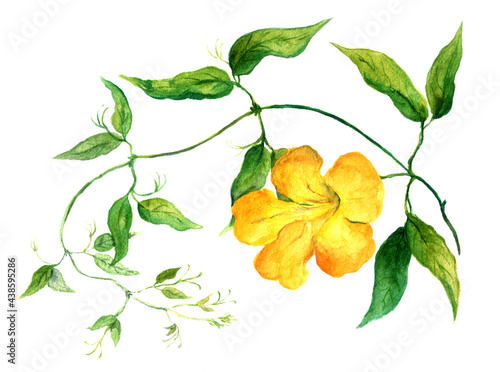 Branch of yellow bindweed flower. Watercolor illustration photo