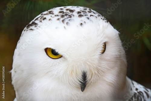 Close-up on a beautiful white adult owl.
