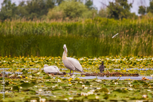 a beautiful pair of pelicans in the Danube Delta, Romania.