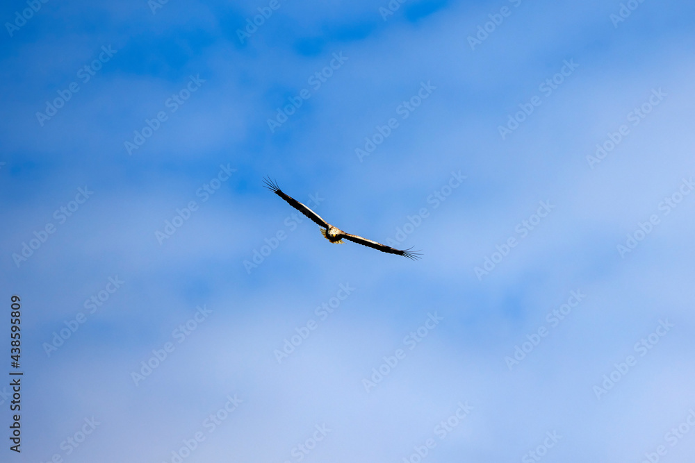 white tailed eagle (haliaeetus albicilla) flying white tailed eagle (haliaeetus albicilla) flying
