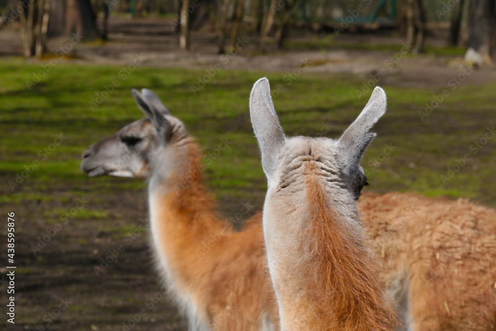 Obraz premium Beautiful adult llama in the animal park.