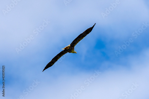 white tailed eagle  haliaeetus albicilla  flying