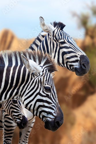 grevy s zebra family with out-of-focus background