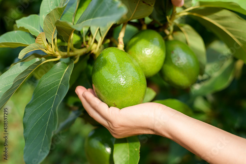 Wallpaper Mural Hand holding harvesting fresh avocado in garden Torontodigital.ca