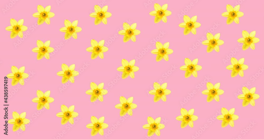 Animation of multiple blue and yellow flowers moving over pink background Animation of multiple blue and yellow flowers moving over pink background