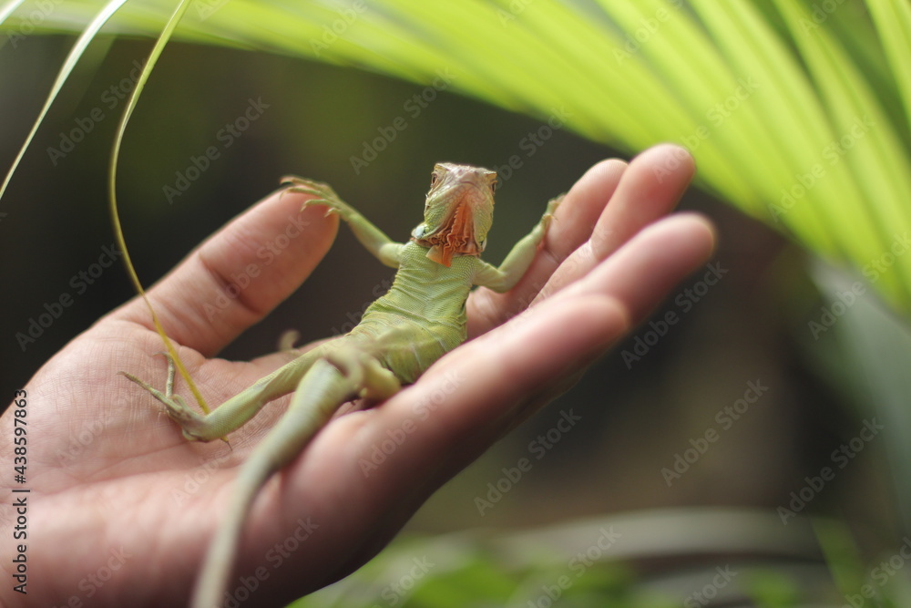 Iguana variety action poses in human hand. Iguanas is a genus of