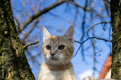 Cat on the tree