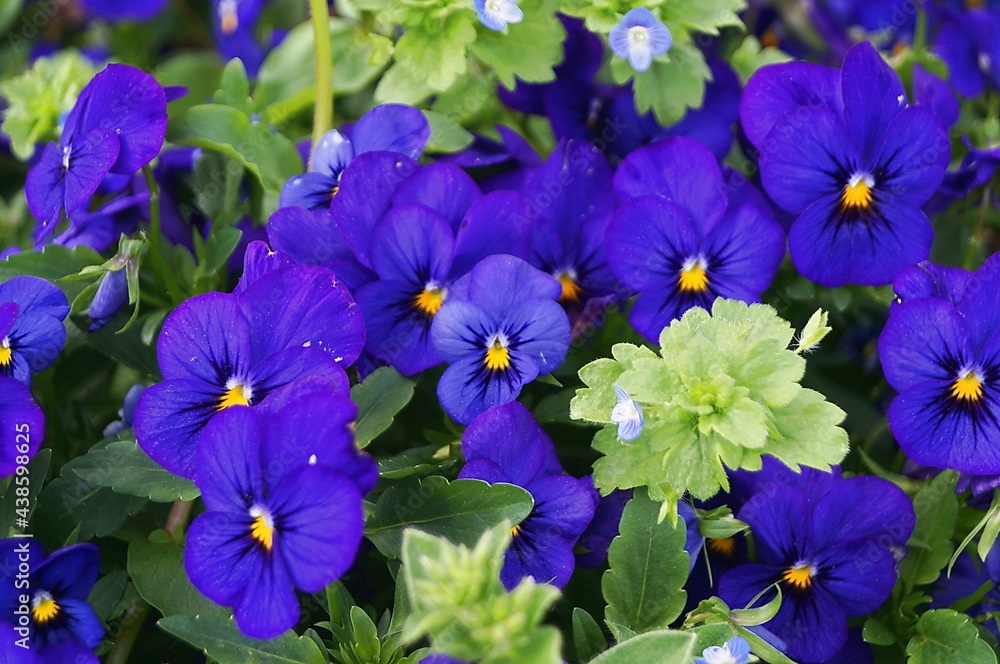 Violet pansy flowers in a Florence garden