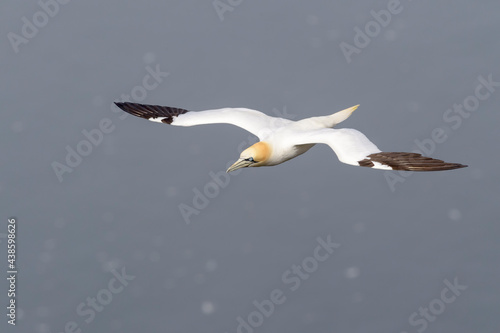 Northern Gannet (Morus bassanus) flying at Cape St. Mary's Ecological Reserve, Cape St. Mary's, Avalon Peninsula, Newfoundland, Canada. photo