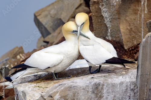Northern Gannet (Morus bassanus) pair displaying on nesting cliff at Cape St. Mary's Ecological Reserve, Cape St. Mary's, Avalon Peninsula, Newfoundland, Canada. photo