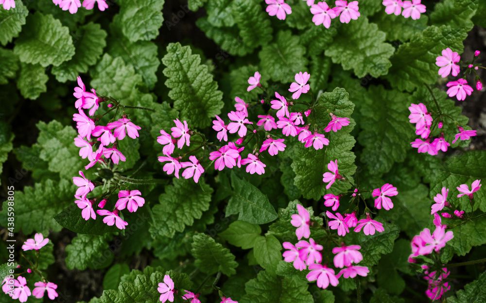 Pink primrose flowers, green leaves background, purple primula blossom in garden, many small delicate red flowers, floral texture, nature backdrop, little flower bloom, spring design, summer wallpaper