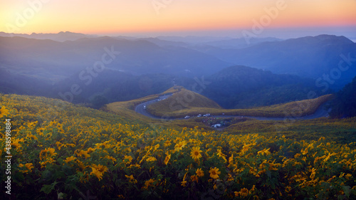 Fototapeta Naklejka Na Ścianę i Meble -  Landscape of Mexican Sunflower (Tung Bua Tong) field on mountain hill in morning blue sky, Mae Hong Son, Thailand