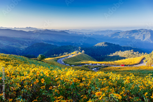 Landscape of Mexican Sunflower (Tung Bua Tong) field on mountain hill in morning blue sky, Mae Hong Son, Thailand