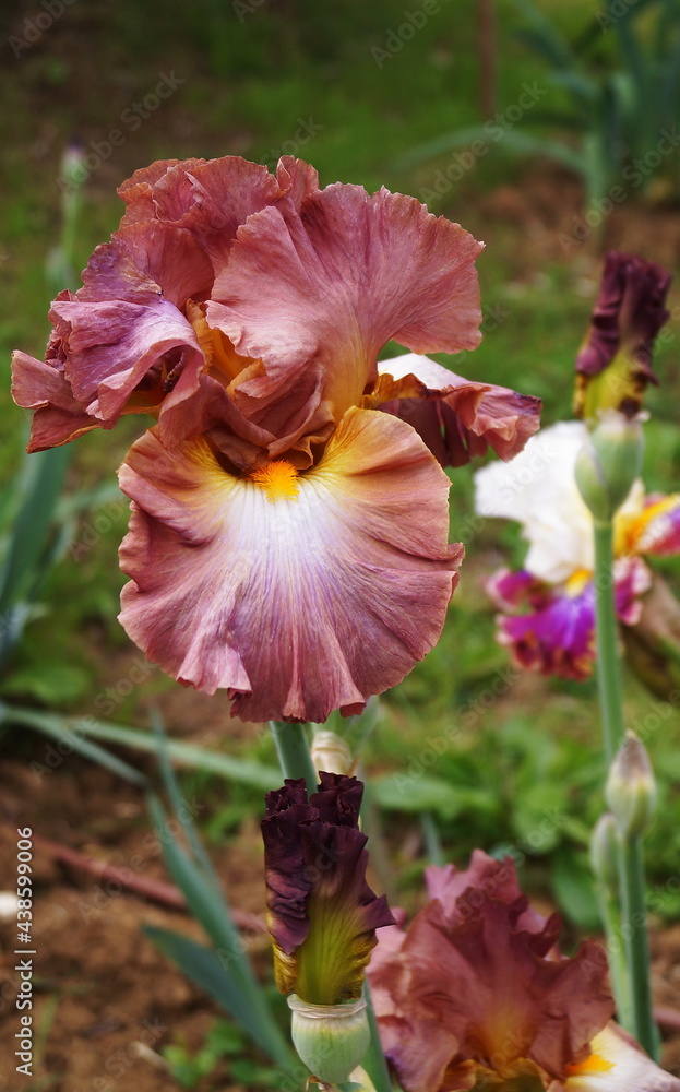 White iris with purple and brown streaks and shades