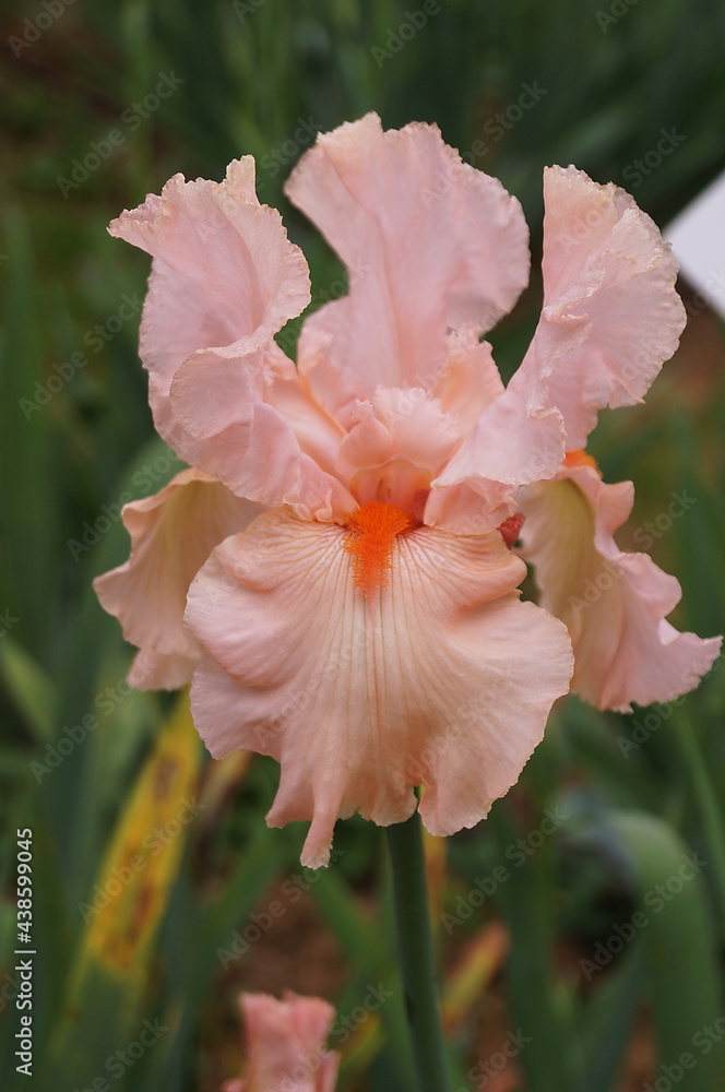 Fototapeta premium Pink iris with purple hues