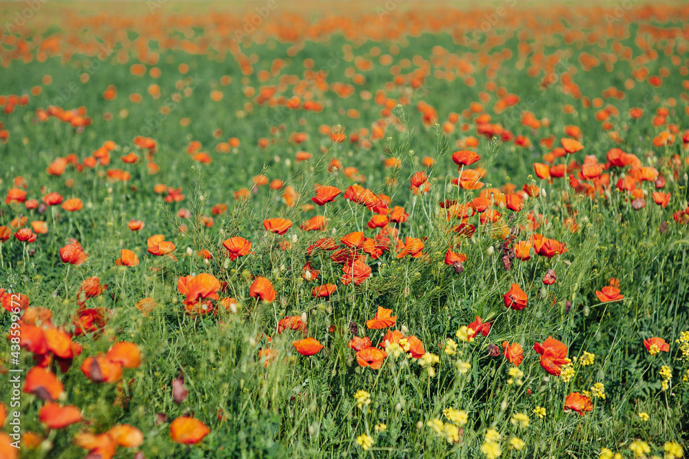 Beautiful poppies on the green bank of a sloping field in the English countryside in high summer