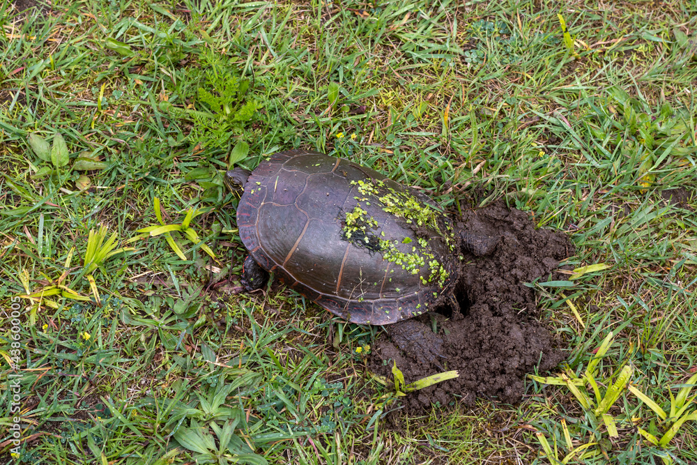 High angle view of Painted Turtle - Chrysemys picta - digging a hole and nest in the dirt to lay her eggs. High angle view of Painted Turtle - Chrysemys picta - digging a hole and nest in the dirt to lay her eggs.