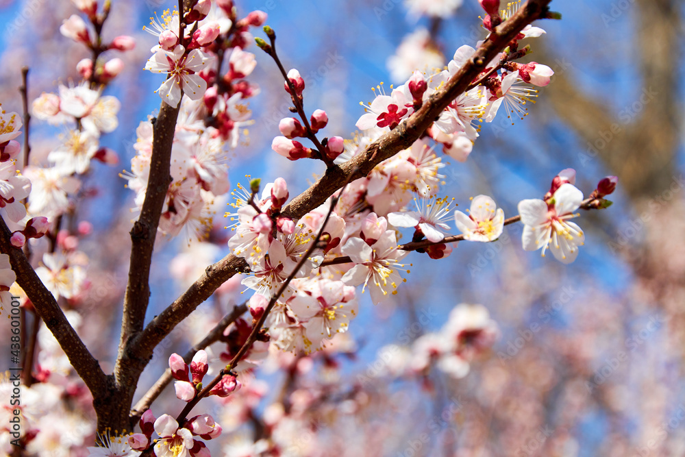 branches and flowers of cherry blossoms. selective soft focus branches and flowers of cherry blossoms. selective soft focus