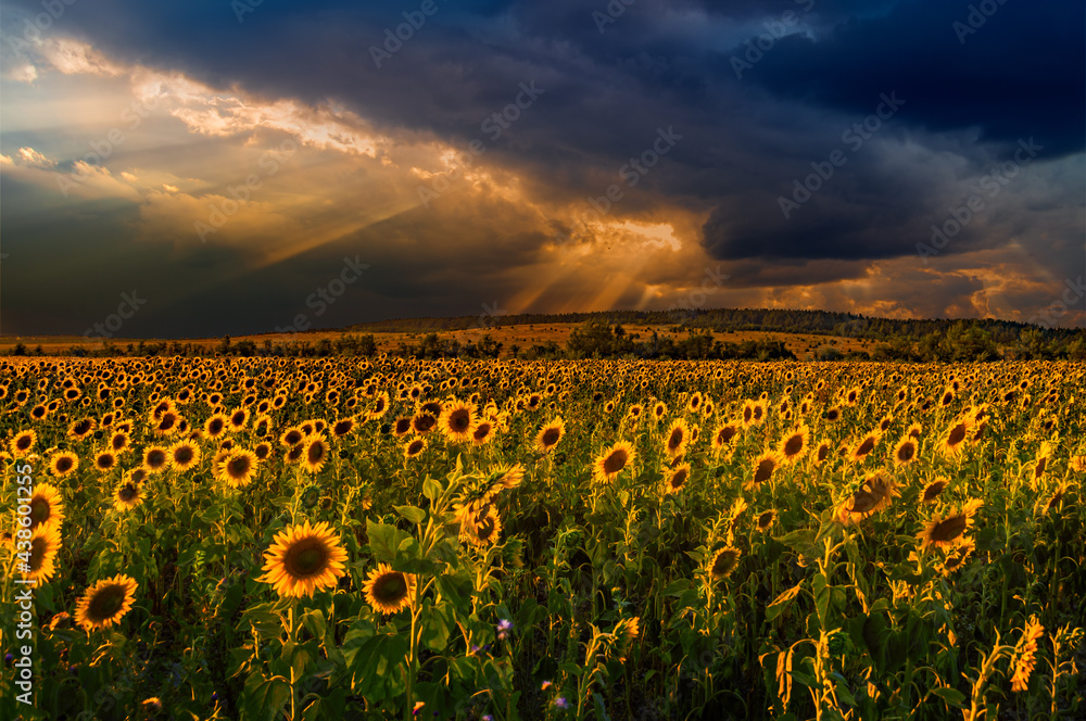 Endless Sunflowers field. Summer sunset outdoors landscape. field of blooming sunflowers Summertime landscape.  Picture of beautiful yellow sunflowers in the evening. Before storm