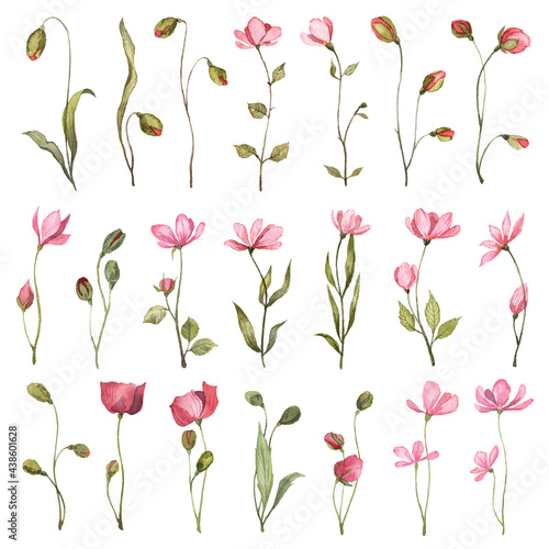 Collection of hand painted watercolor pink flowers. Botanical illustrations