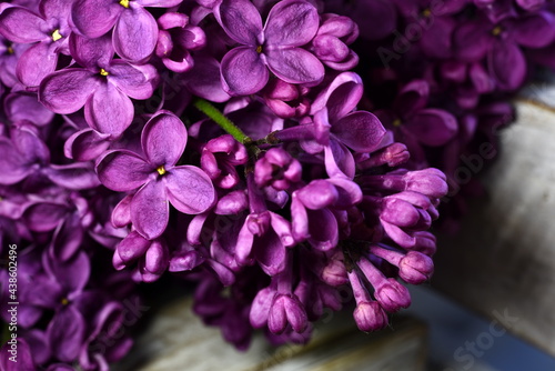 Close up of purple Lilac  Syringa vulgaris. Lilac blossom  Close-up of a common lilac