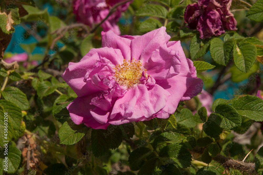 Flowers of dog-rose (rosehip) growing in nature