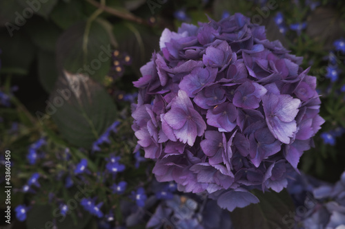 Hortensia flowers from above. Colorful purple shades, natural background, dark fade colors. Closeup, minimalist concept, still life, background for text 