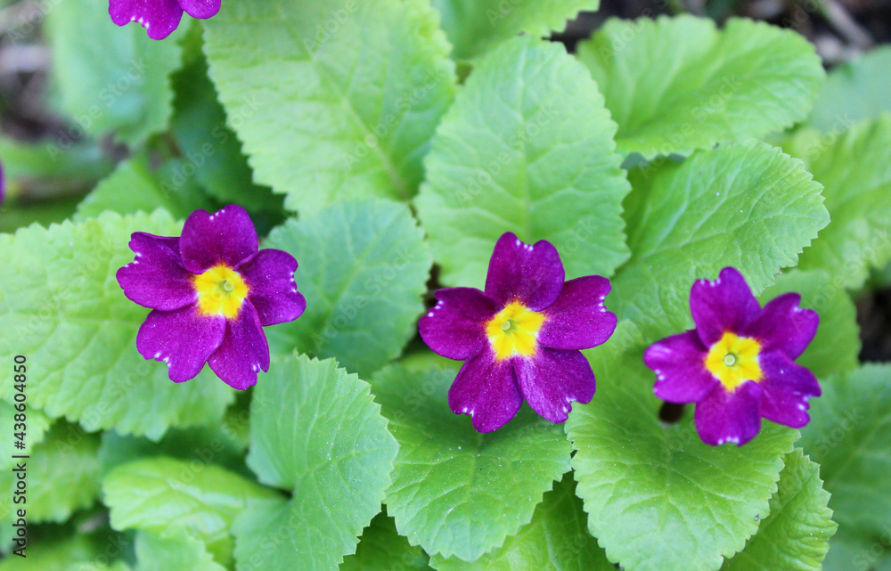 Spring growing flowers and nature that comes alive Spring growing flowers and nature that comes alive