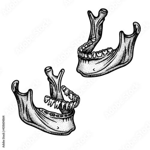 Human jaw bone with teeth. Mandible engraving, vintage style vector illustrations set. Part of human hand drawn skeleton.