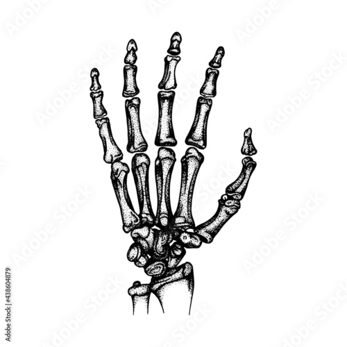 Hand Bones. Human hand and wrist engraving, vintage style vector illustrations set. Part of human hand drawn skeleton.