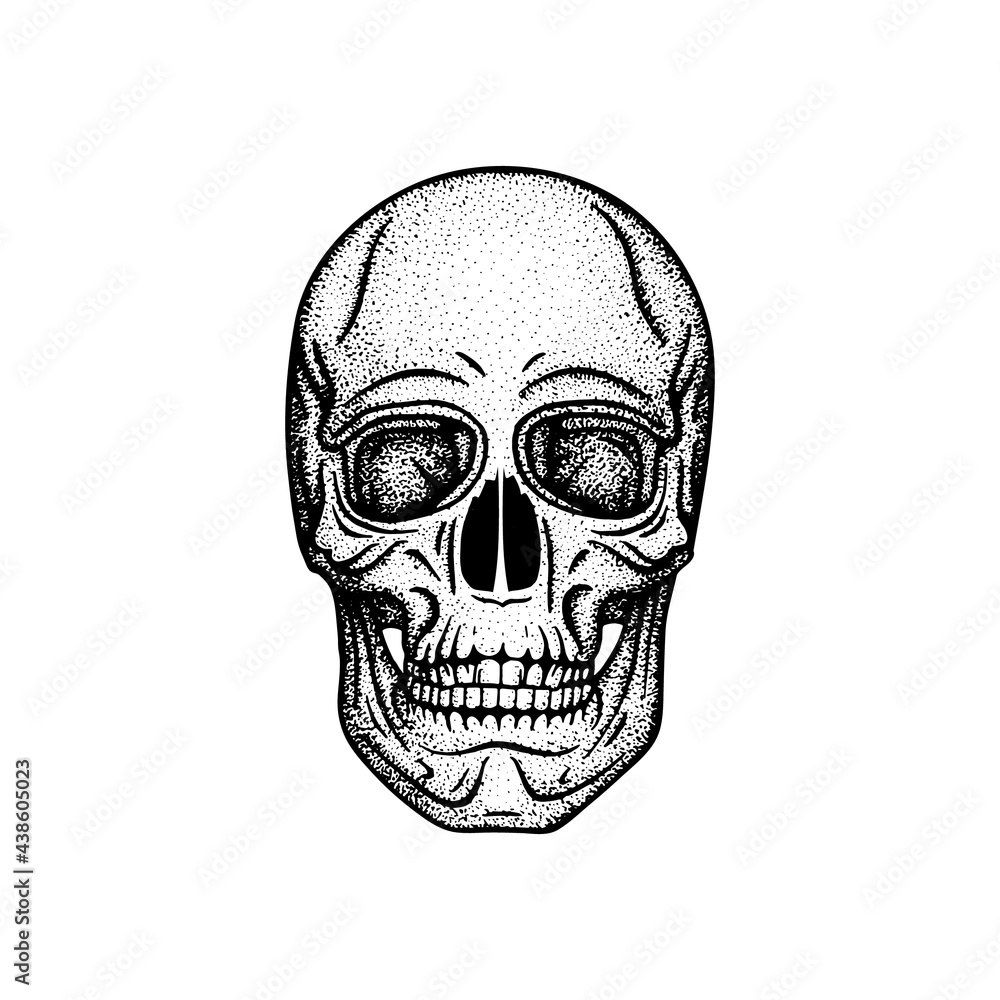 Fototapeta premium Human skull engraving, vintage style vector illustration. Part of human hand drawn skeleton. 
