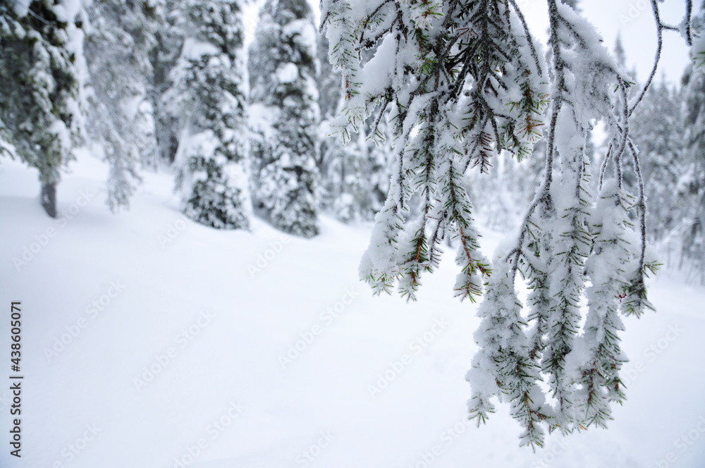 snow covered pine trees snow covered pine trees