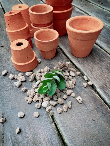 Top view mini succulent Cactus Preparing for new pot : Kalanchoe laxiflora or milky widow’s Thrill with bare roots with pumice stone and many multi size terracotta pots on wooden floor.