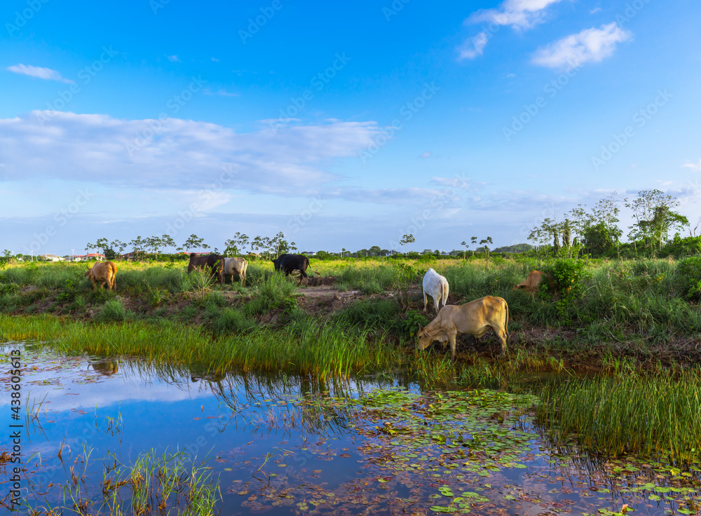 Green Grassy Landscape With Cows Grazing In Suriname Green Grassy Landscape With Cows Grazing In Suriname