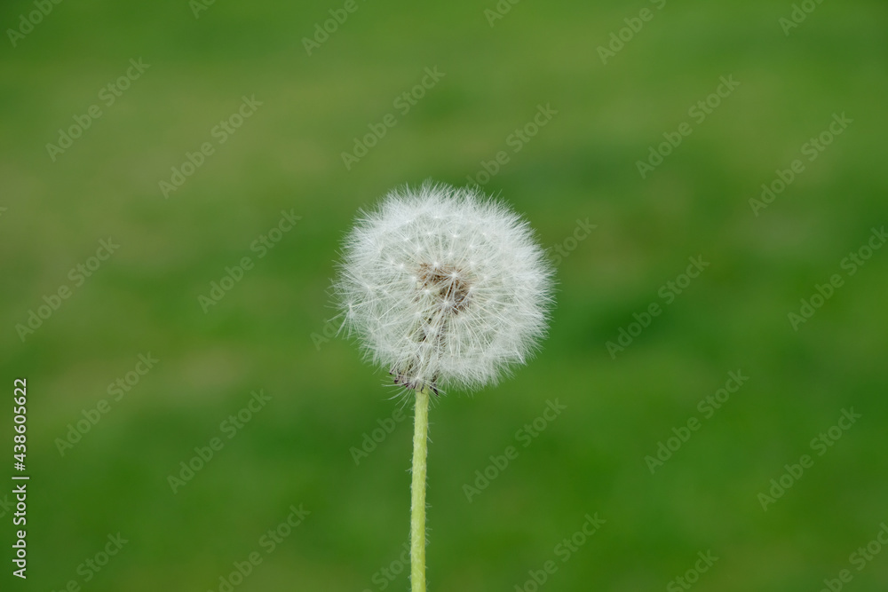 White dandelion in the field. Dandelion flower. White dandelion in the field. Dandelion flower.