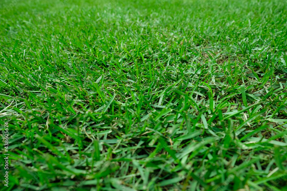 Green lawn. Grass on the lawn.
Green lawn. Grass on the lawn.