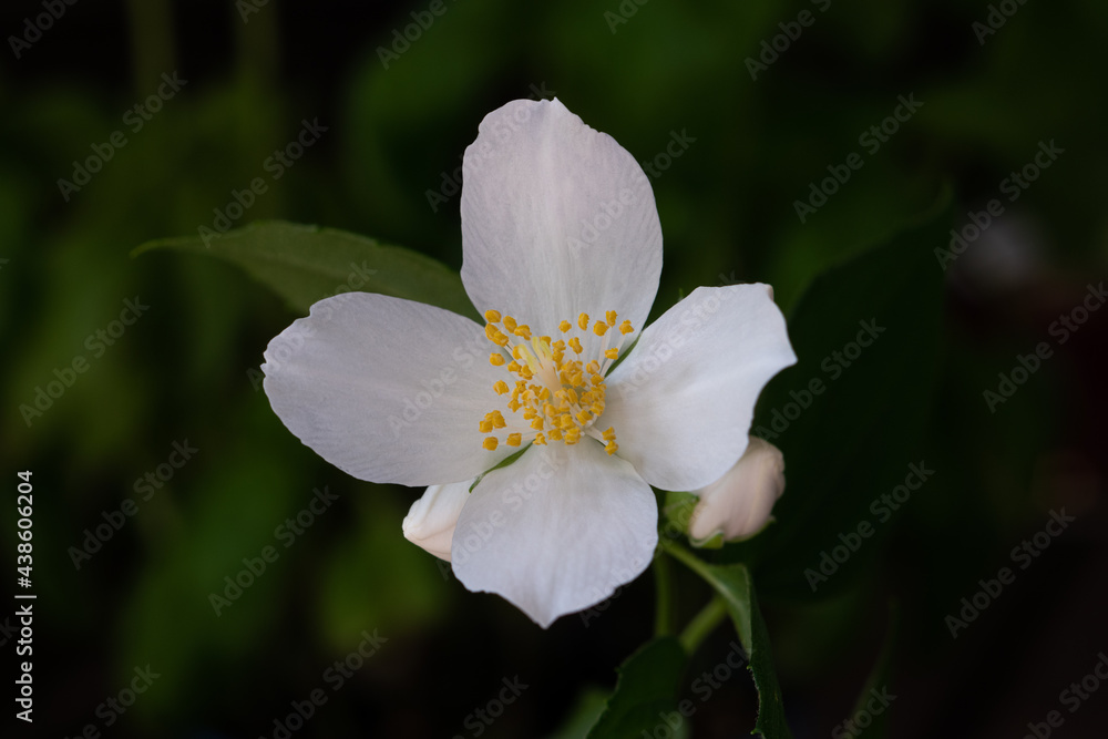 Small wild white flower with yellow pistils macro close up shot isolated