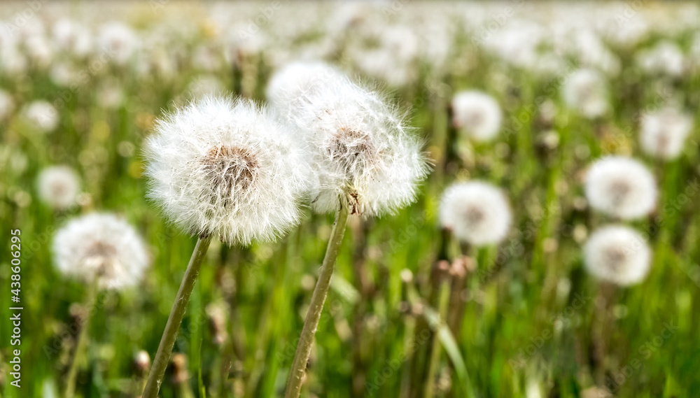 A large field of dandelions. White fluffy dandelions are blooming. Summer background. Medicinal plants. Food for pets. Close up. A large field of dandelions. White fluffy dandelions are blooming. Summer background. Medicinal plants. Food for pets. Close up.