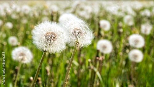 A large field of dandelions. White fluffy dandelions are blooming. Summer background. Medicinal plants. Food for pets. Close up.