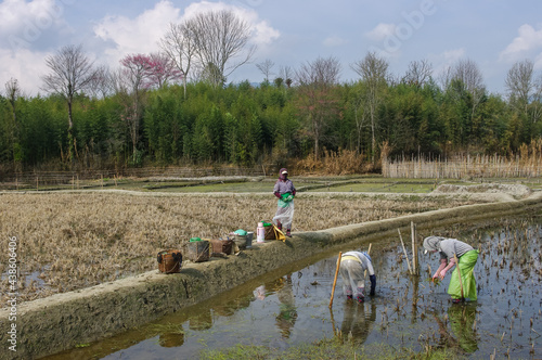 Scenic landscape view of Apatani tribal women removing weed in the rice fields in early spring, Ziro, Arunachal Pradesh, India