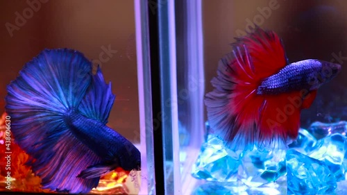 Colorful fight fish with beautiful tails in the aquarium.