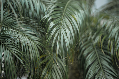 Tropical palm leaves  floral green background  real photo