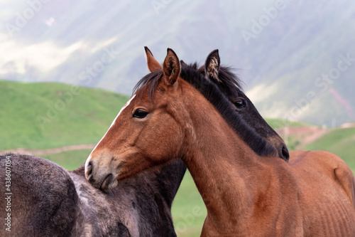 two horses on the background of green mountains in spring © Natalia