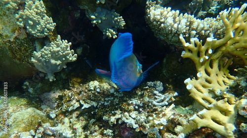 Daisy parrotfish or bullethead parrotfish (Chlorurus sordidus) undersea, Red Sea, Egypt, Sinai, Ras Mohammad national park
 photo