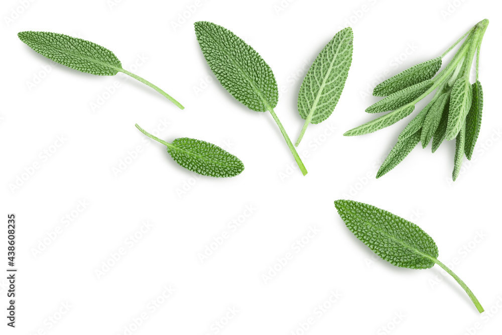fresh sage herb isolated on white background with clipping path and full depth of field. Top view with copy space for your text. Flat lay fresh sage herb isolated on white background with clipping path and full depth of field. Top view with copy space for your text. Flat lay