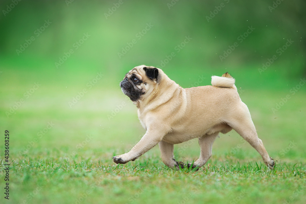 Pug run free in park